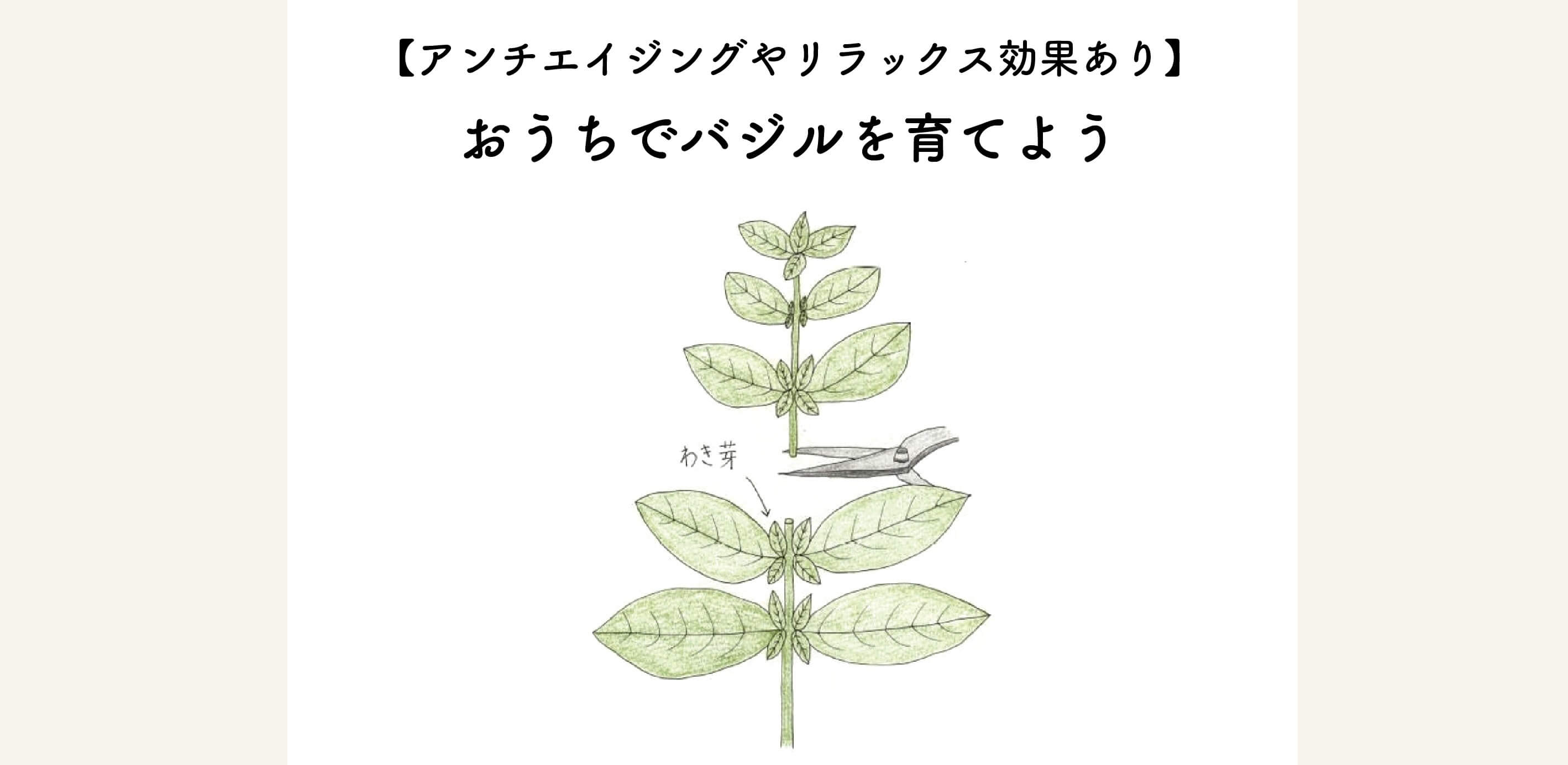 【アンチエイジングやリラックス効果あり】ガーデニング初心者にも簡単。お家でバジルを育てよう