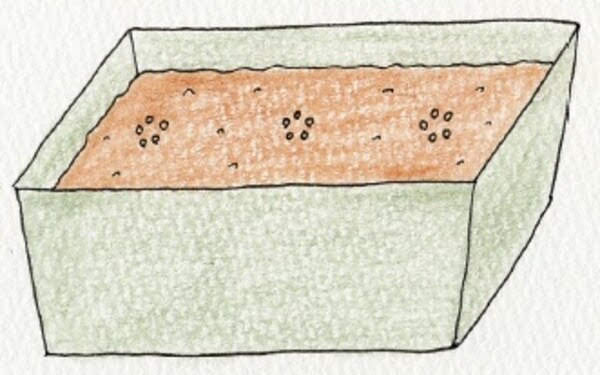 空芯菜（クウシンサイ）の種まき