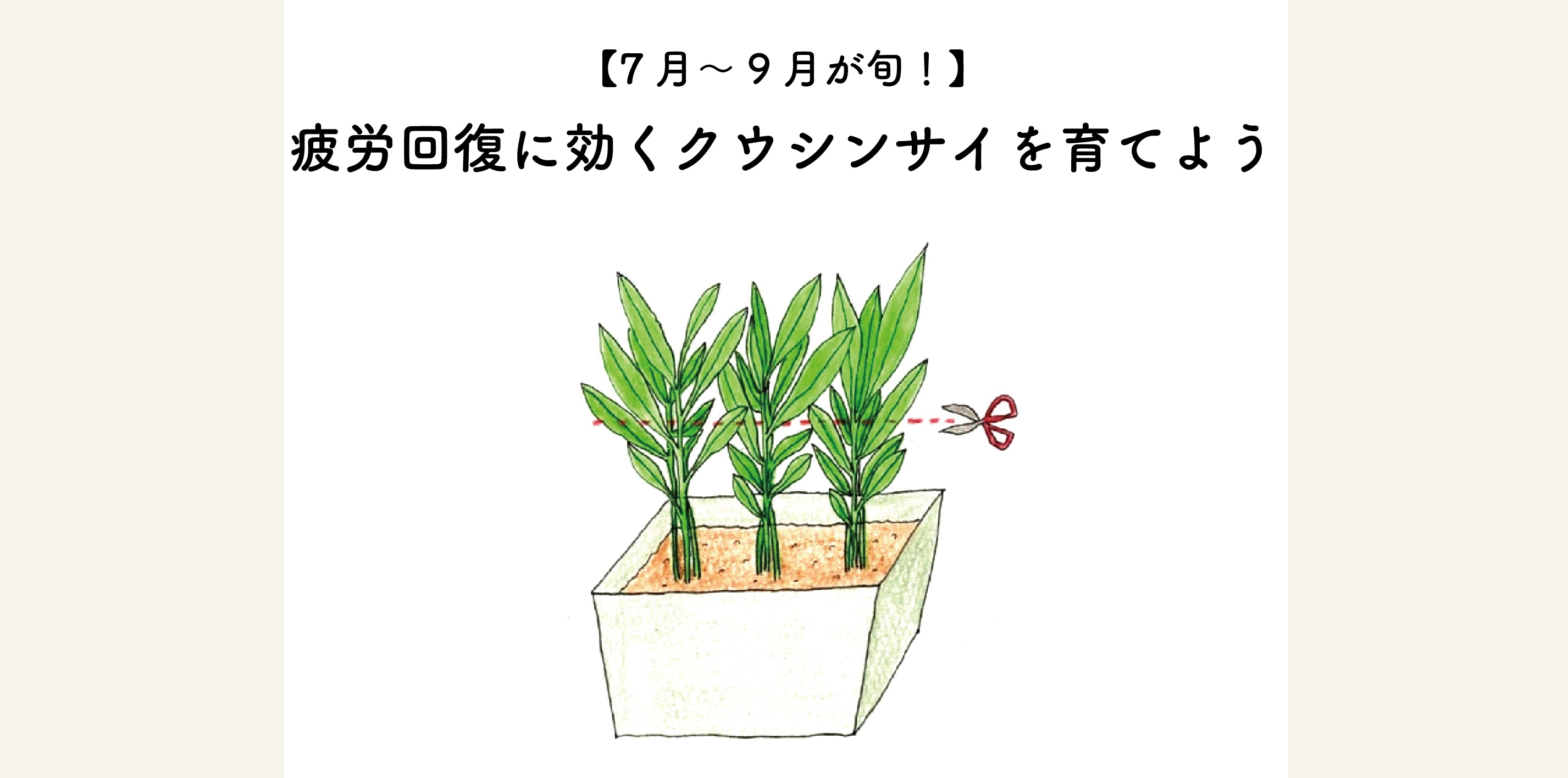 7月から9月が旬の空心菜の育て方