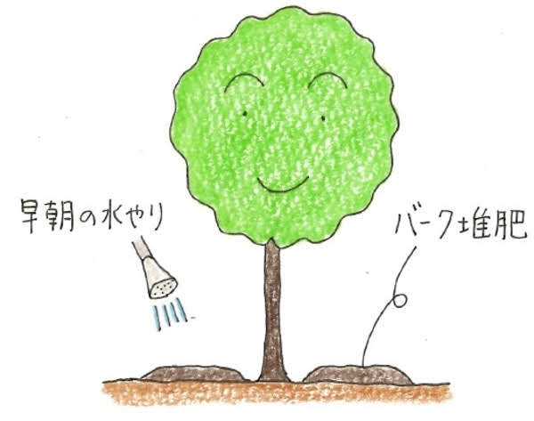 葉焼けの原因はなに メカニズムと対処方法について 切るを楽しむ アルスコーポレーション株式会社