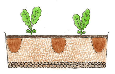 ブロッコリーの苗の植え付け