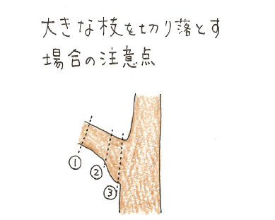 庭木の台風対策 剪定と支柱の立て方について 切るを楽しむ アルスコーポレーション株式会社