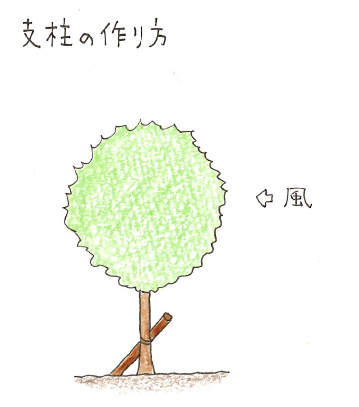 庭木の台風対策 剪定と支柱の立て方について 切るを楽しむ アルスコーポレーション株式会社