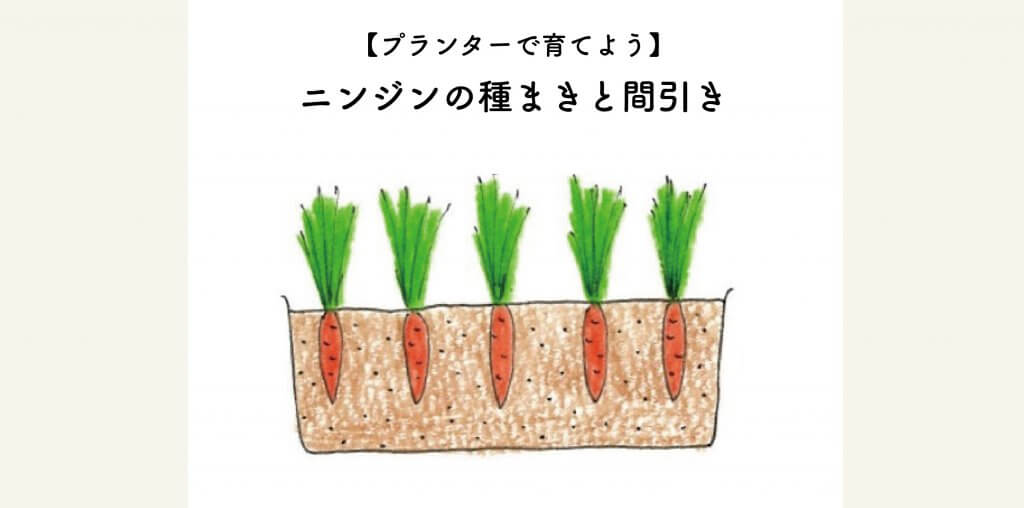 プランターで育てよう ニンジンの種まきと間引き 切るを楽しむ アルスコーポレーション株式会社 プランターで育てよう ニンジンの種まきと間引き 切るを楽しむ アルスコーポレーション株式会社