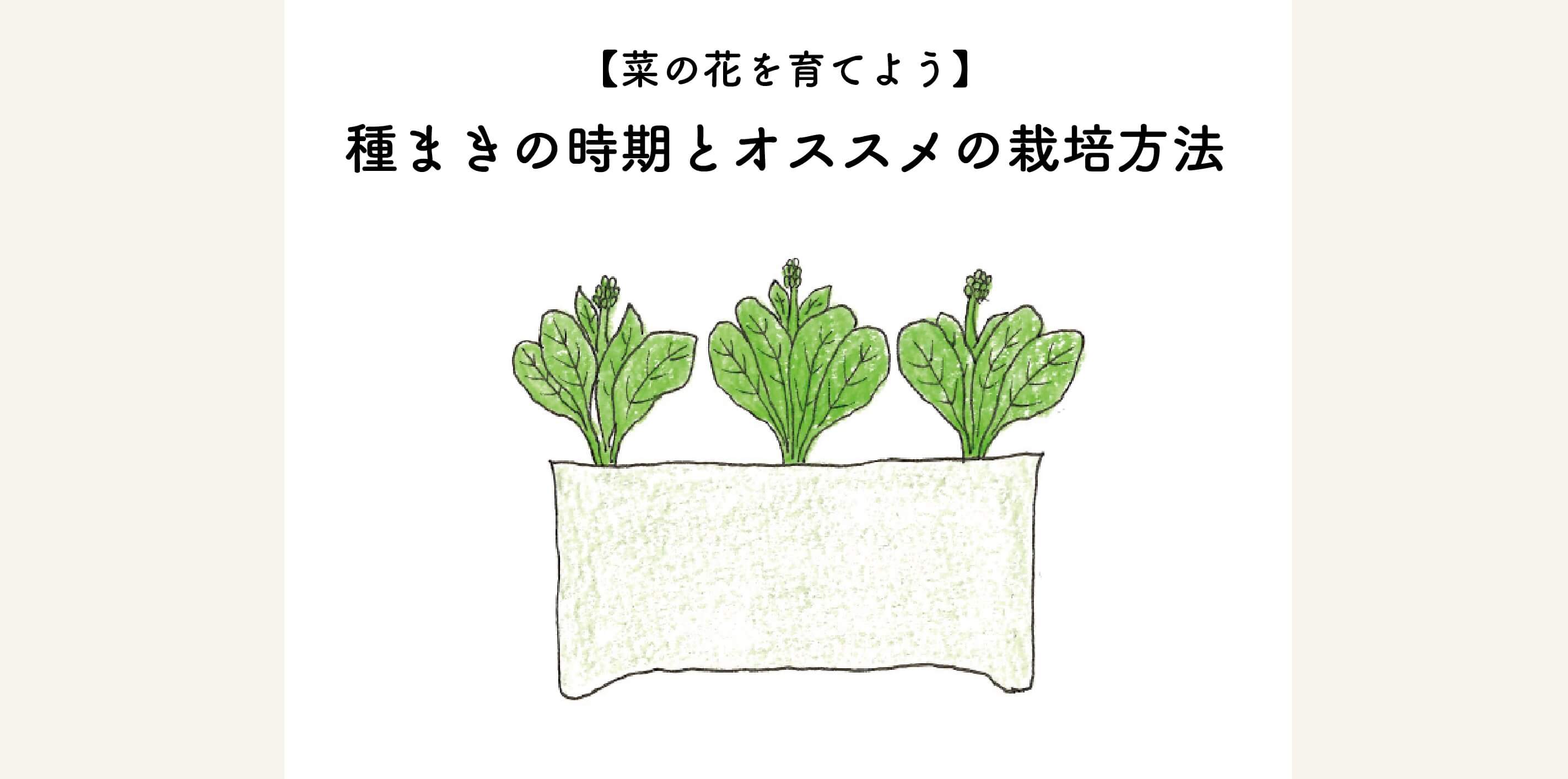 菜の花を育てよう 種まきの時期とオススメの栽培方法 切るを楽しむ アルスコーポレーション株式会社