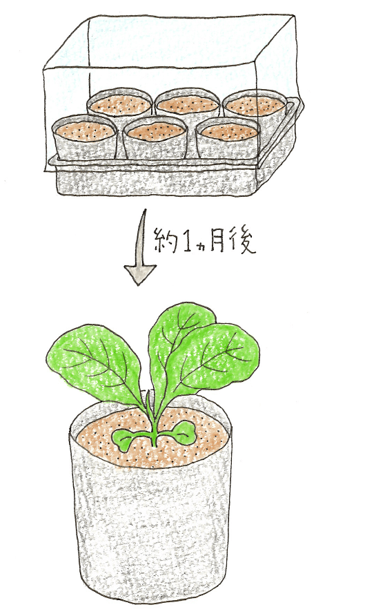 ミニ温室で発芽させる菜の花