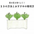 菜の花の育て方