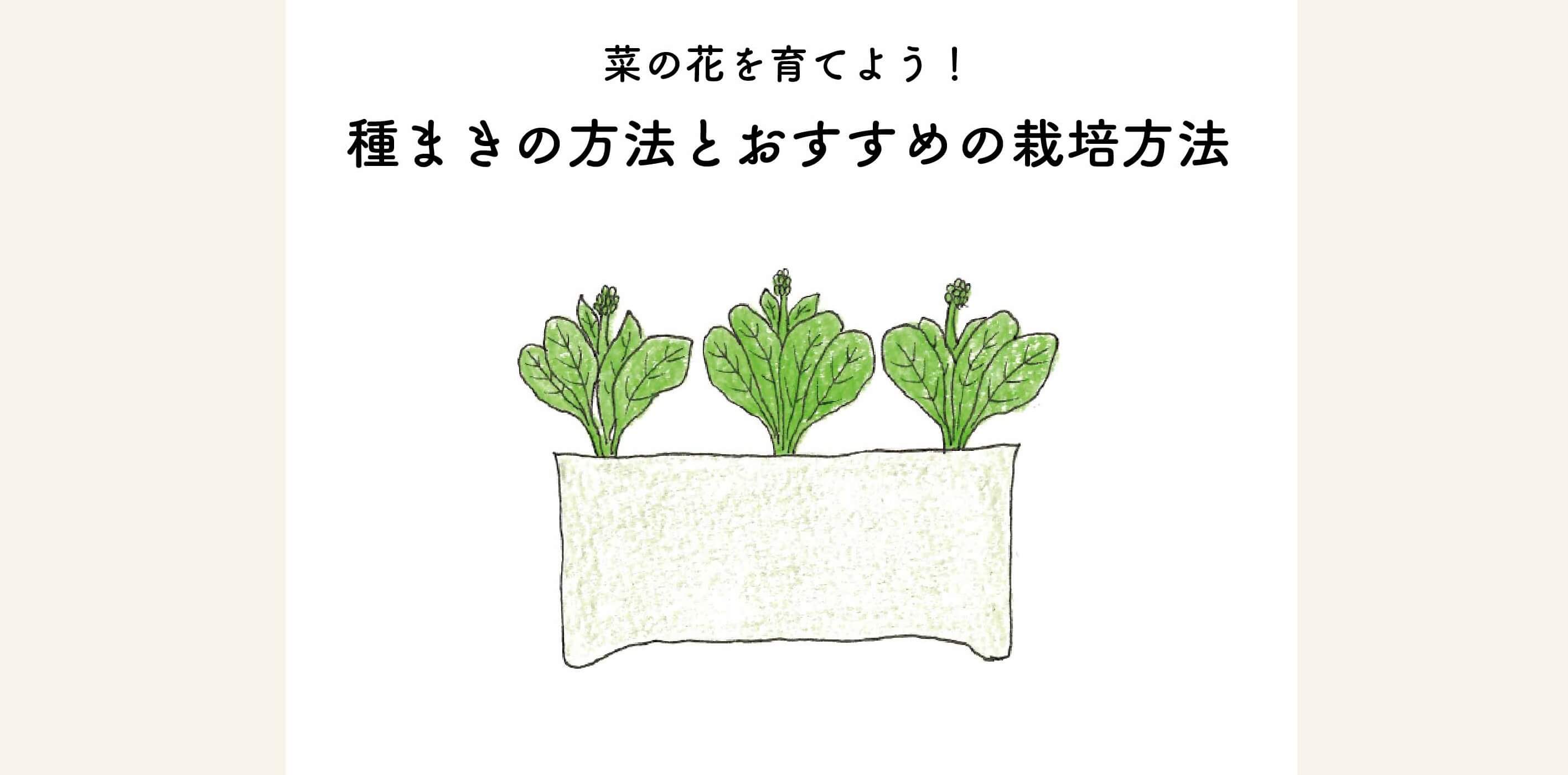 【菜の花を育てよう】種まきの方法とオススメの栽培方法