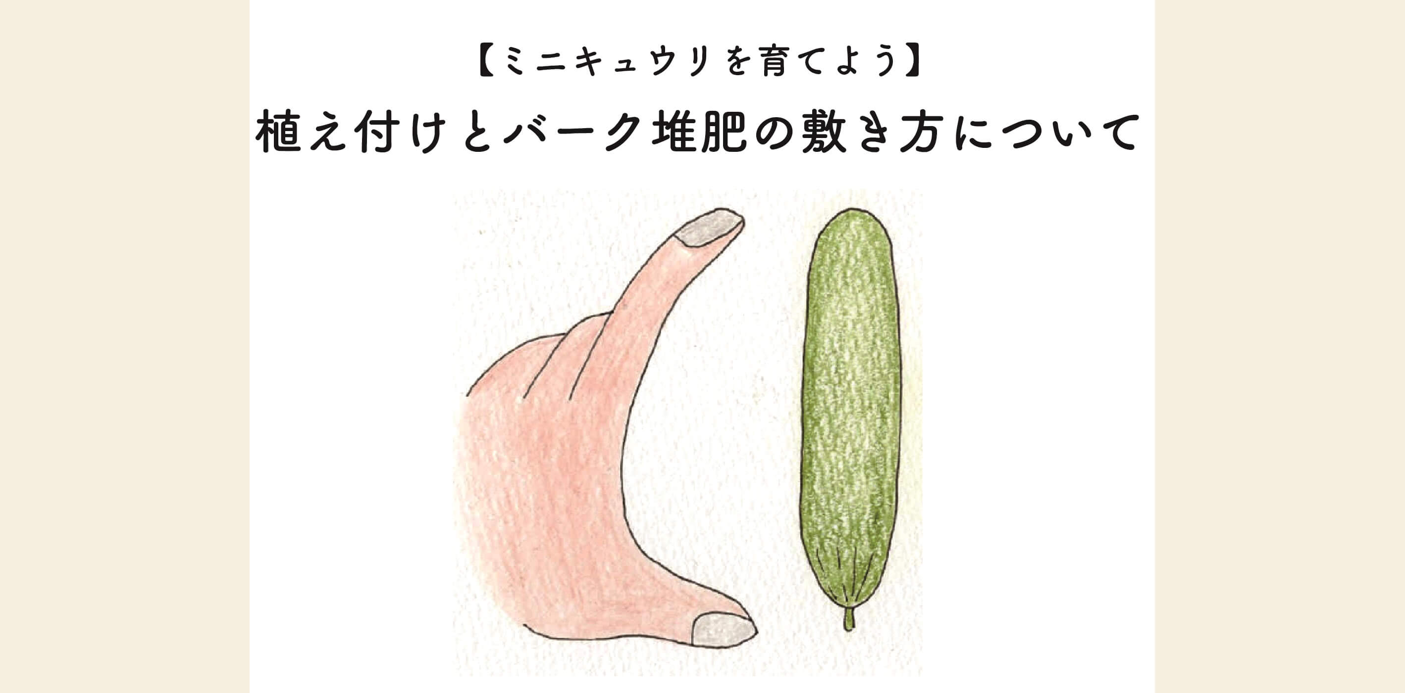 【ミニキュウリを育てよう】植え付けとバーク堆肥の敷き方について