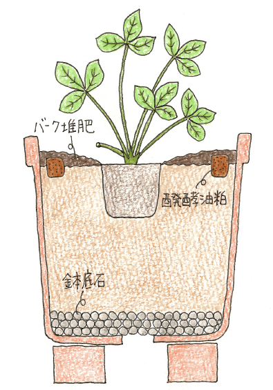 イチゴの苗の植え付け