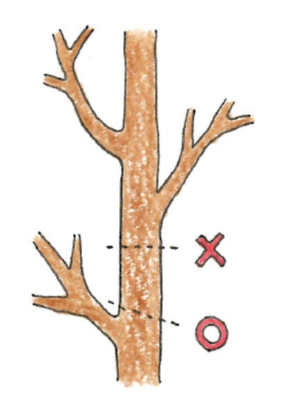樹木の剪定箇所を示したイラスト