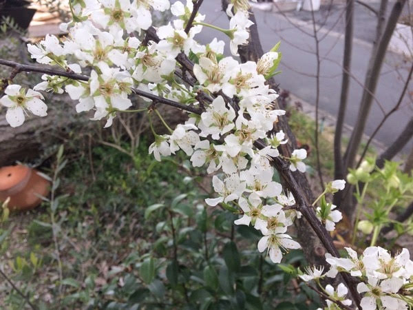 適正時期はいつ 芝生の目土入れをして緑の絨毯を楽しもう 切るを楽しむ アルスコーポレーション株式会社