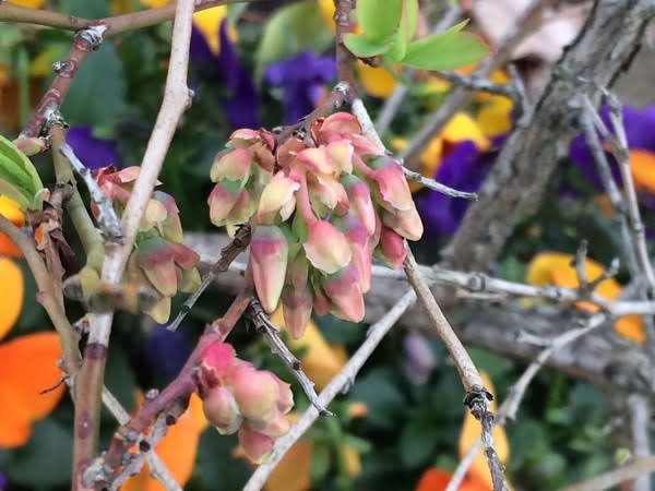 適正時期はいつ 芝生の目土入れをして緑の絨毯を楽しもう 切るを楽しむ アルスコーポレーション株式会社