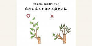 庭木の高さを押さえる剪定方法