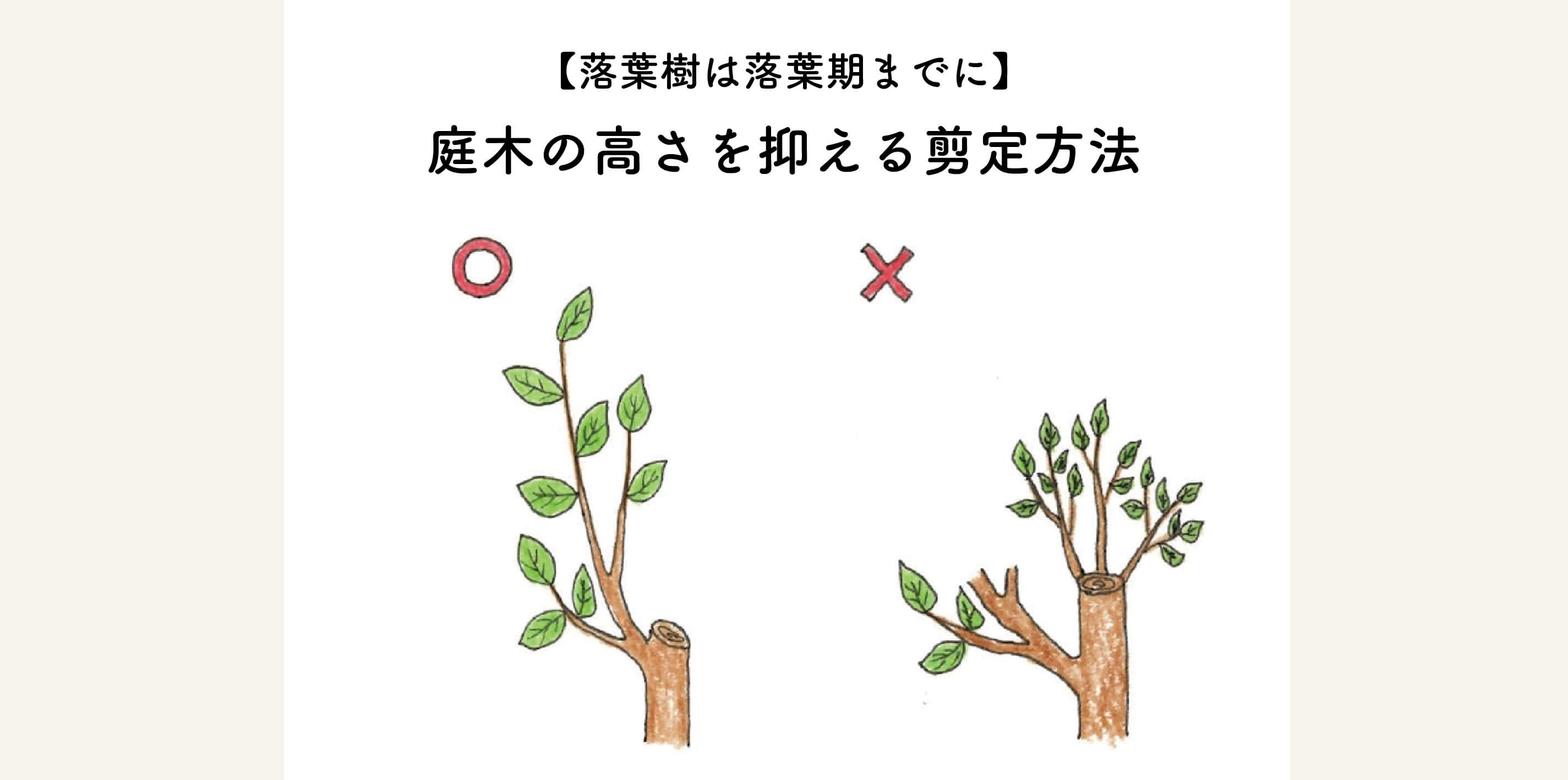 【落葉樹は落葉期までに】庭木の高さを抑える剪定方法