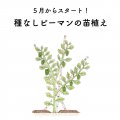種なしピーマンの苗植え