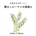 種なしピーマンの苗植え