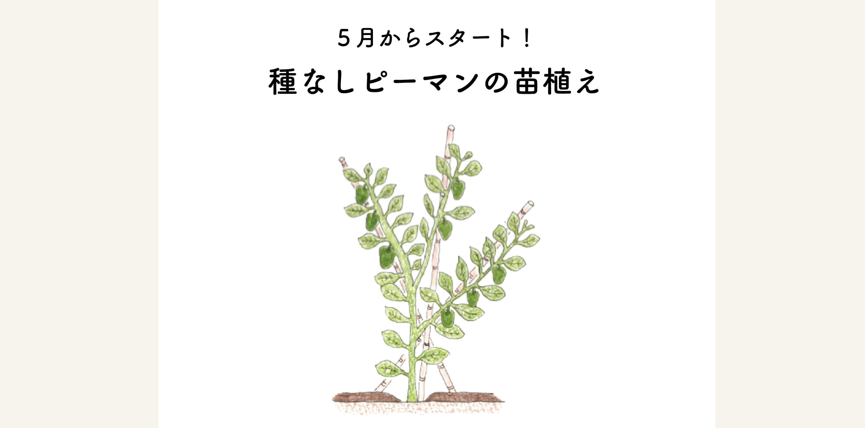 　【5月からスタート！】種なしピーマンの苗植え
