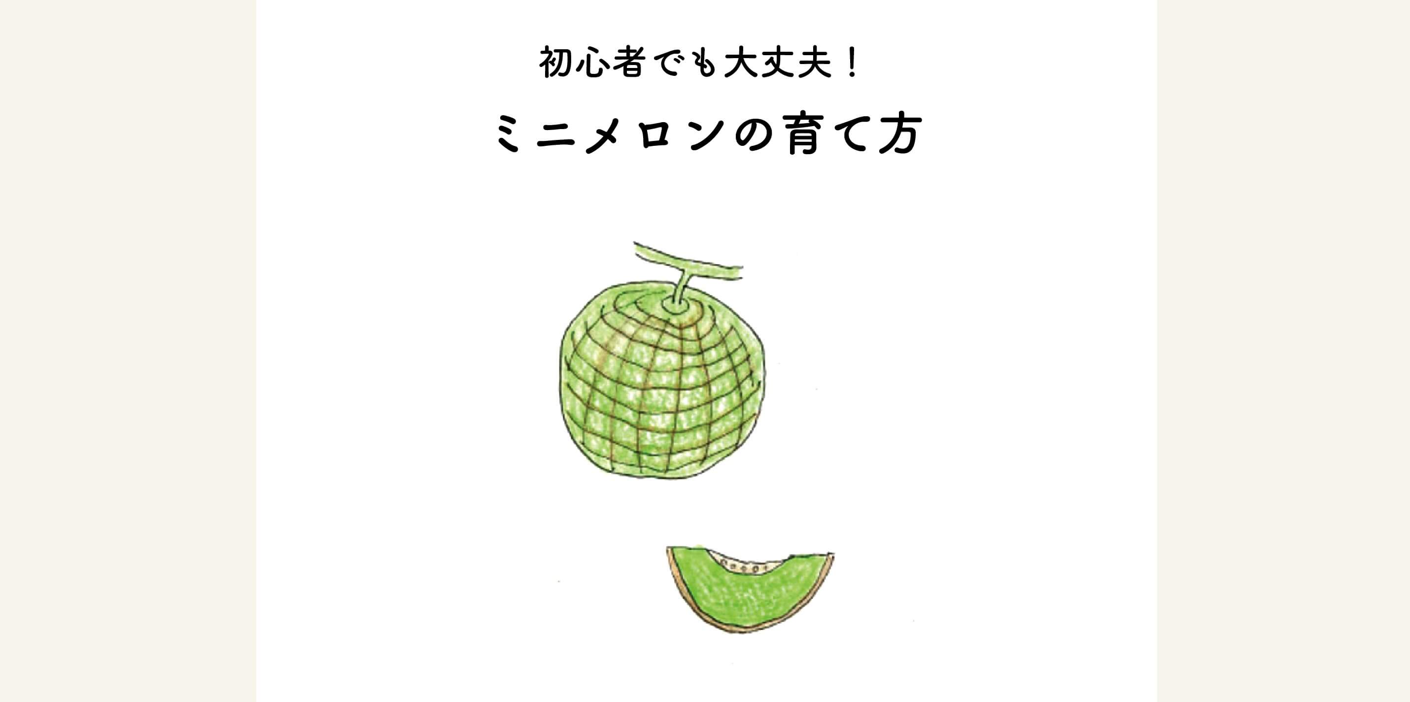 初心者でも大丈夫！ミニメロンの育て方