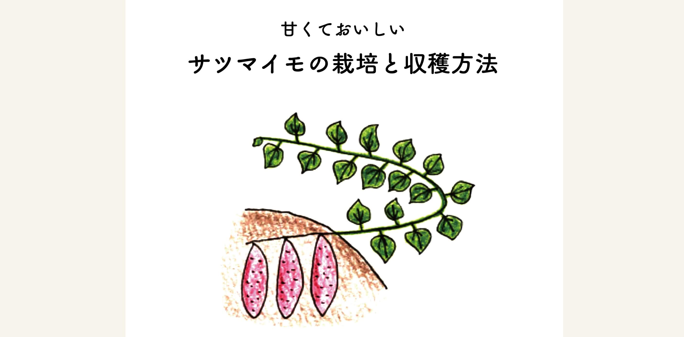 　【イラスト解説】甘くておいしいサツマイモの栽培・収穫方法