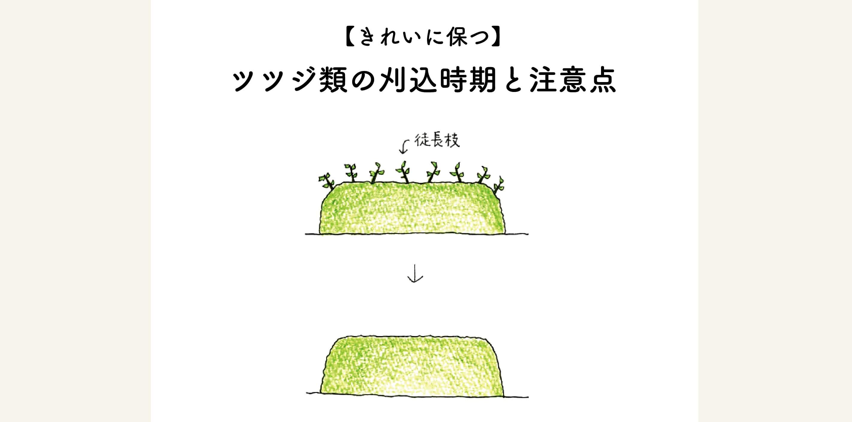 　【キレイに保つ】ツツジ類の刈込み時期と注意点