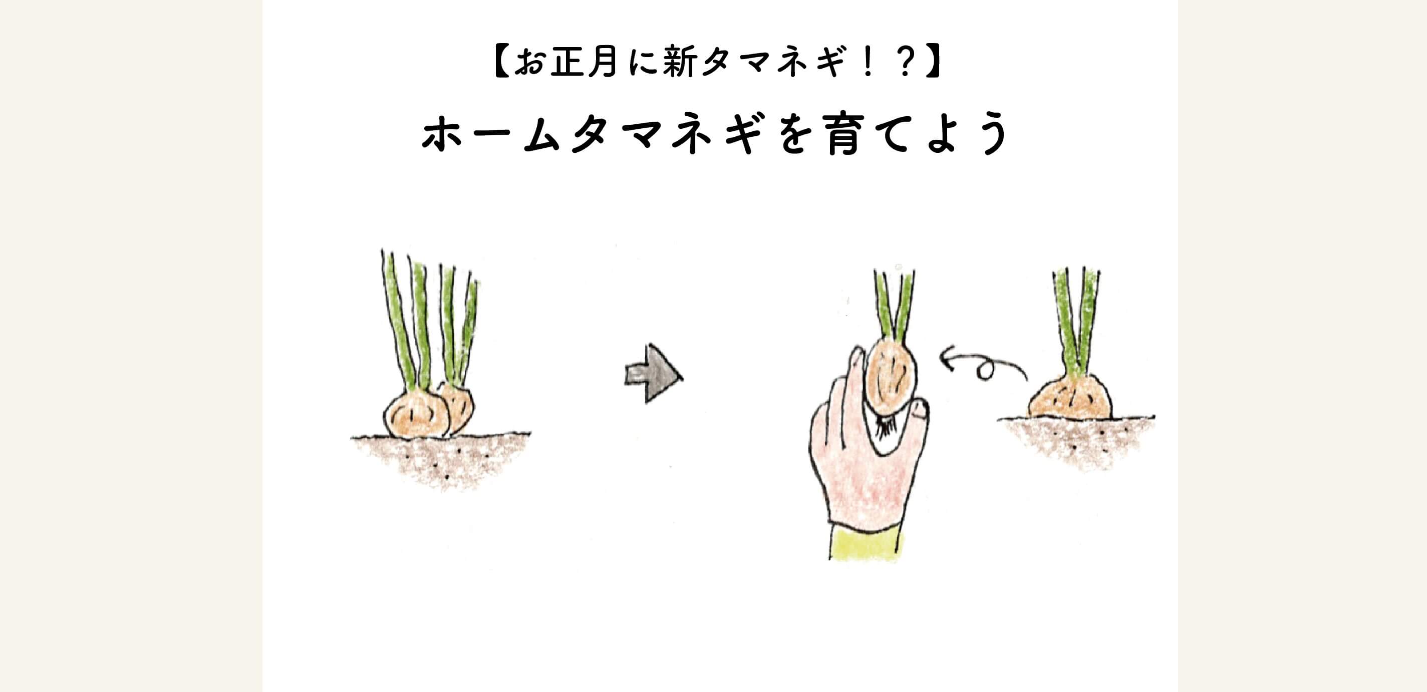 【家庭菜園初心者でも大丈夫！】お正月に新タマネギ？！ホームタマネギとは？