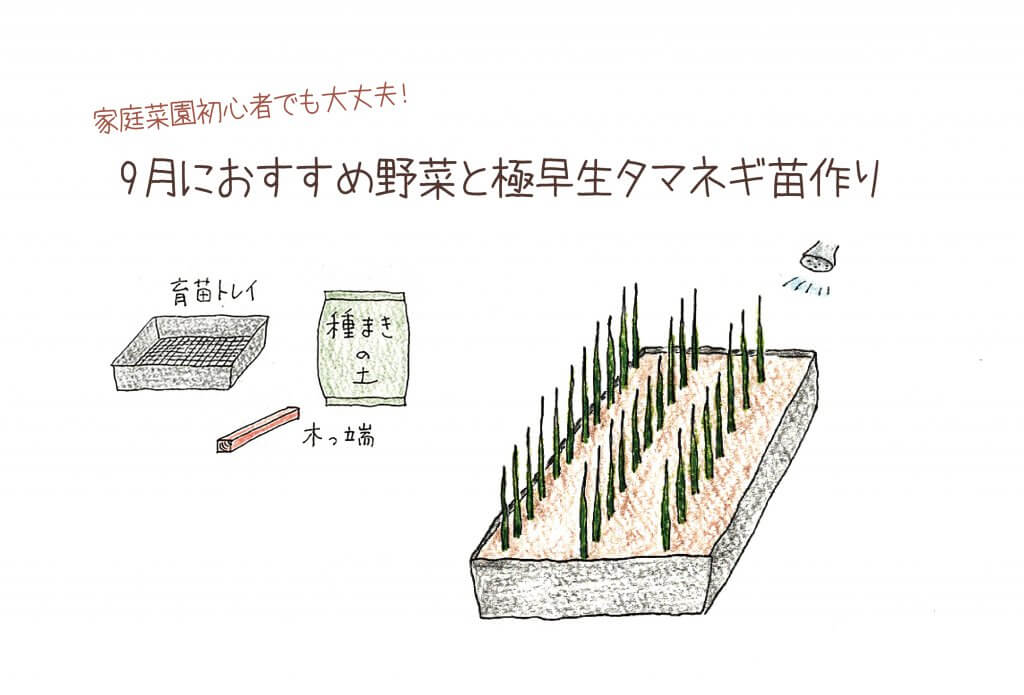 家庭菜園初心者でも大丈夫 9月におすすめ野菜とタマネギ栽培について 切るを楽しむ アルスコーポレーション株式会社