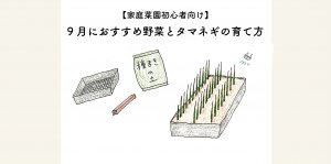 9月におすすめ野菜地タマネギの育て方