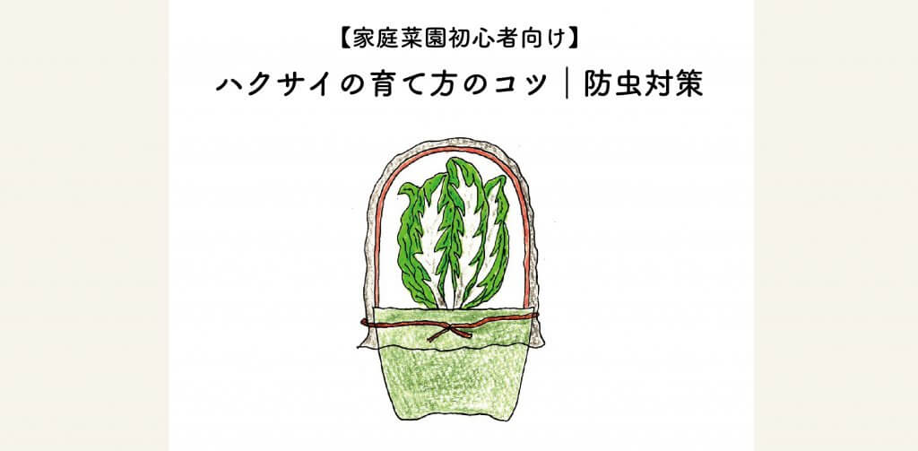 初心者向け ハクサイ 白菜 の育て方のコツ 防虫対策 切るを楽しむ アルスコーポレーション株式会社