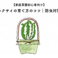 ハクサイの育て方のコツ｜防虫対策