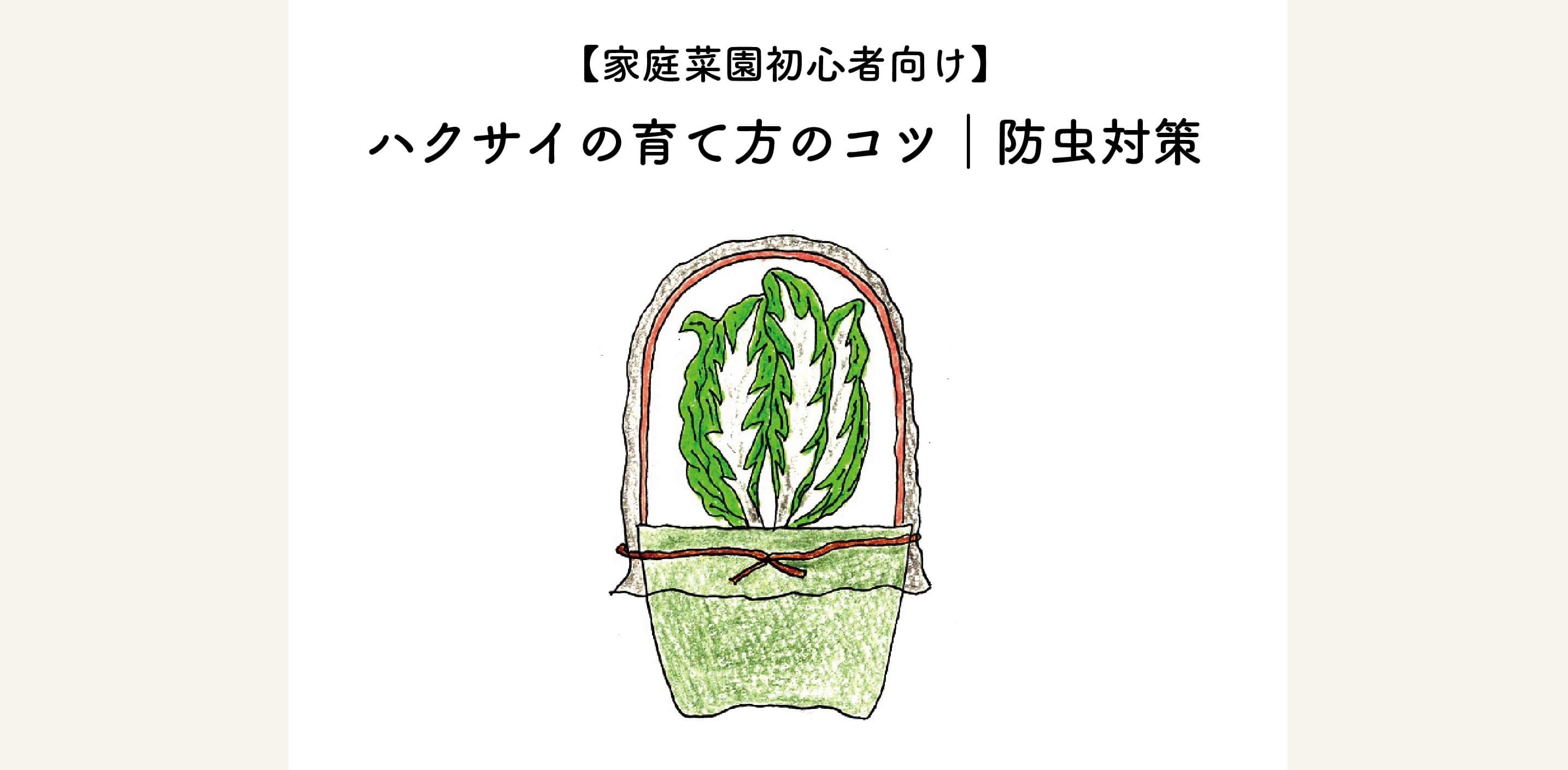 【初心者向け】ハクサイ（白菜）の育て方のコツ・防虫対策