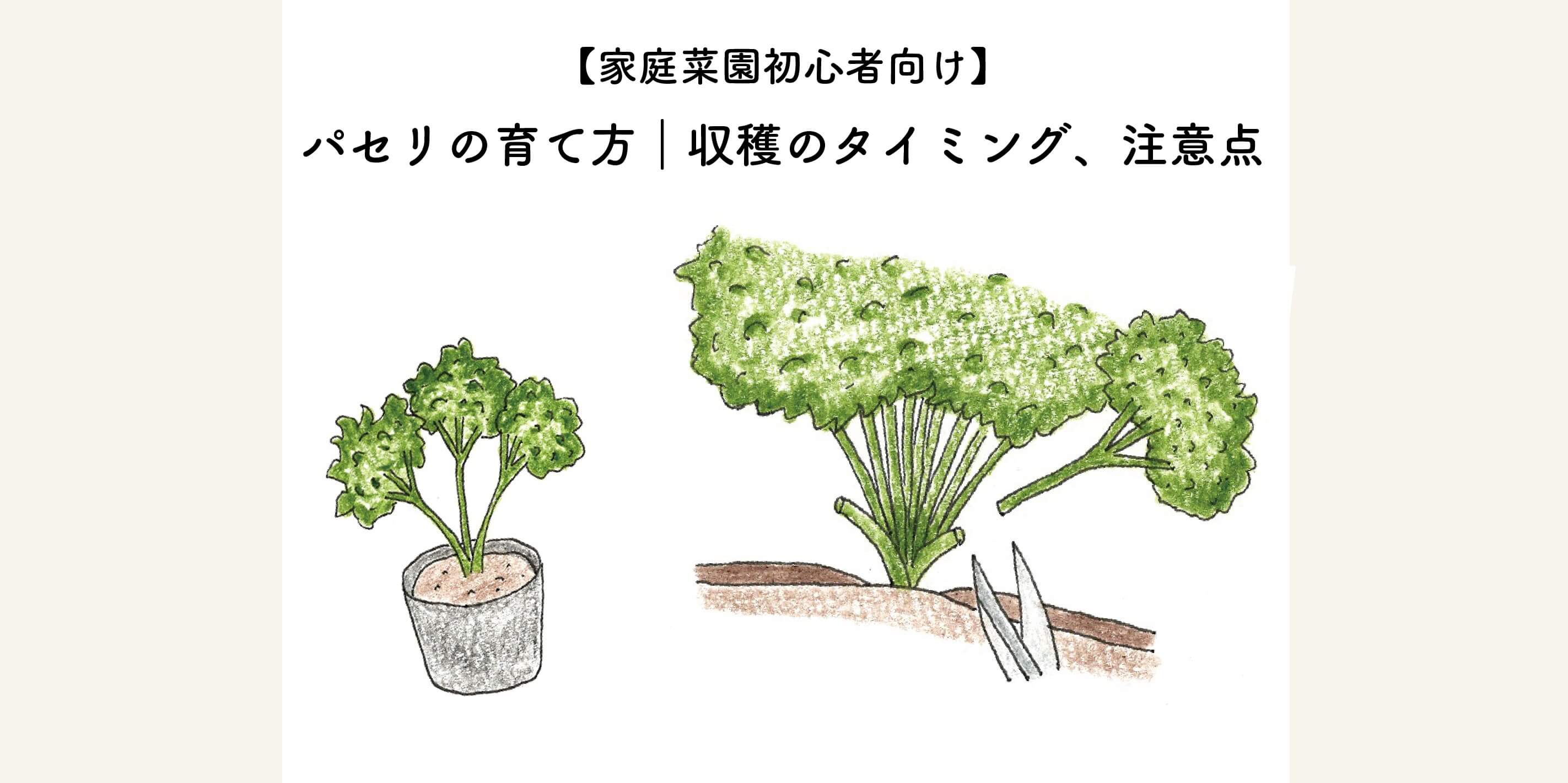 家庭菜園初心者 プランター菜園 パセリの育て方のコツ 収穫のタイミングをイラスト解説 切るを楽しむ アルスコーポレーション株式会社