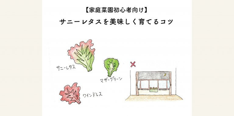 サニーレタスを美味しく育てるコツ