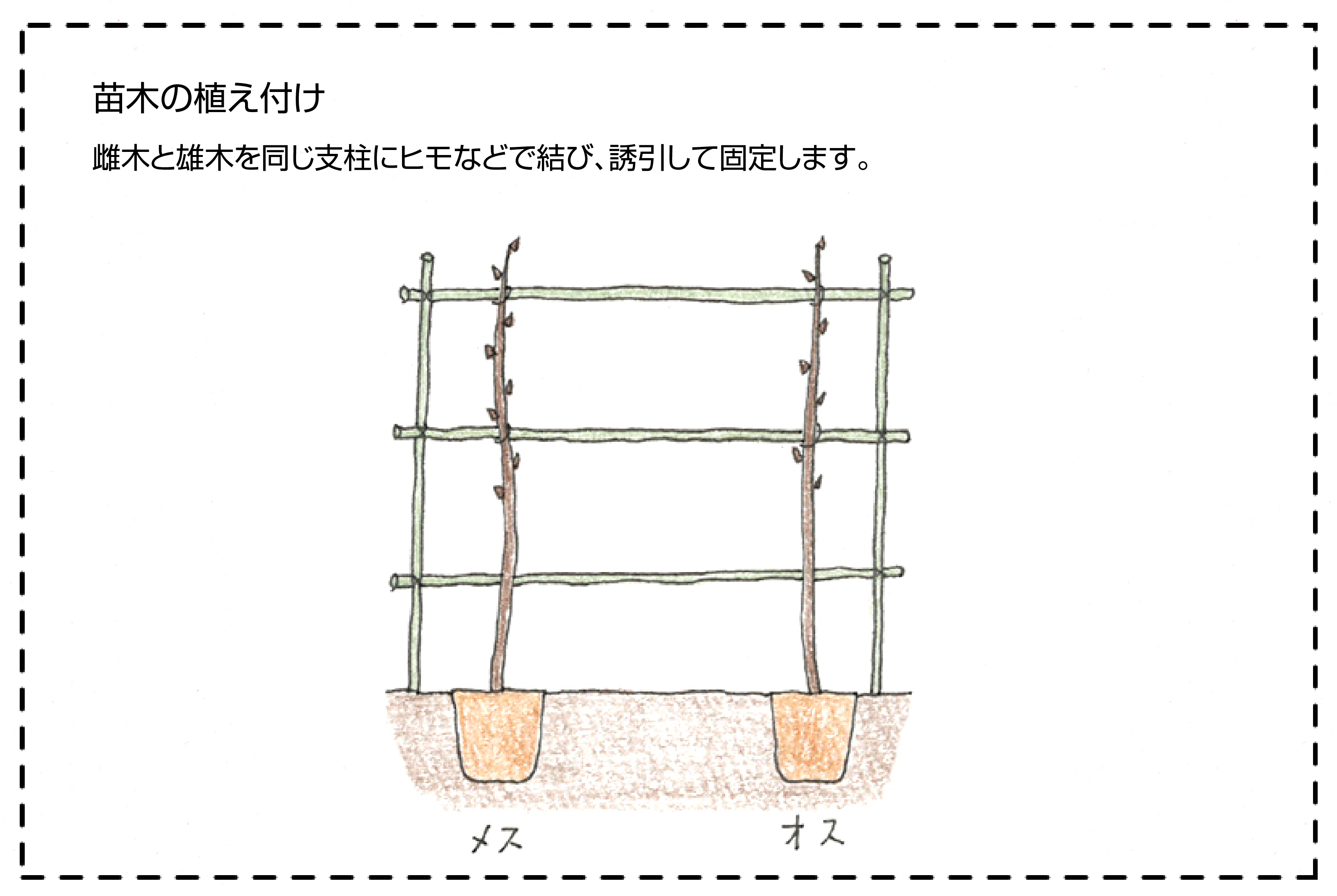 キウイフルーツの育て方 苗木の選び方 剪定 収穫まで 切るを楽しむ アルスコーポレーション株式会社