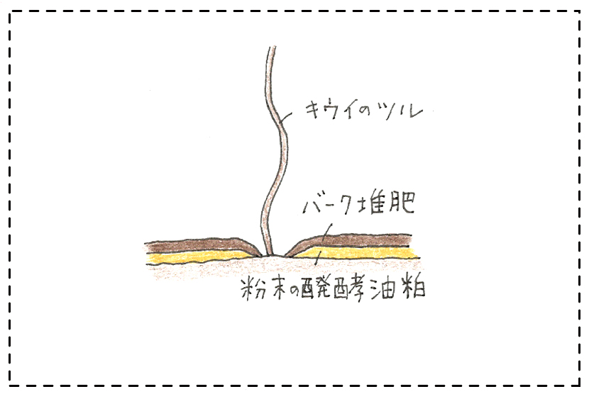 キウイフルーツの育て方 苗木の選び方 剪定 収穫まで 切るを楽しむ アルスコーポレーション株式会社