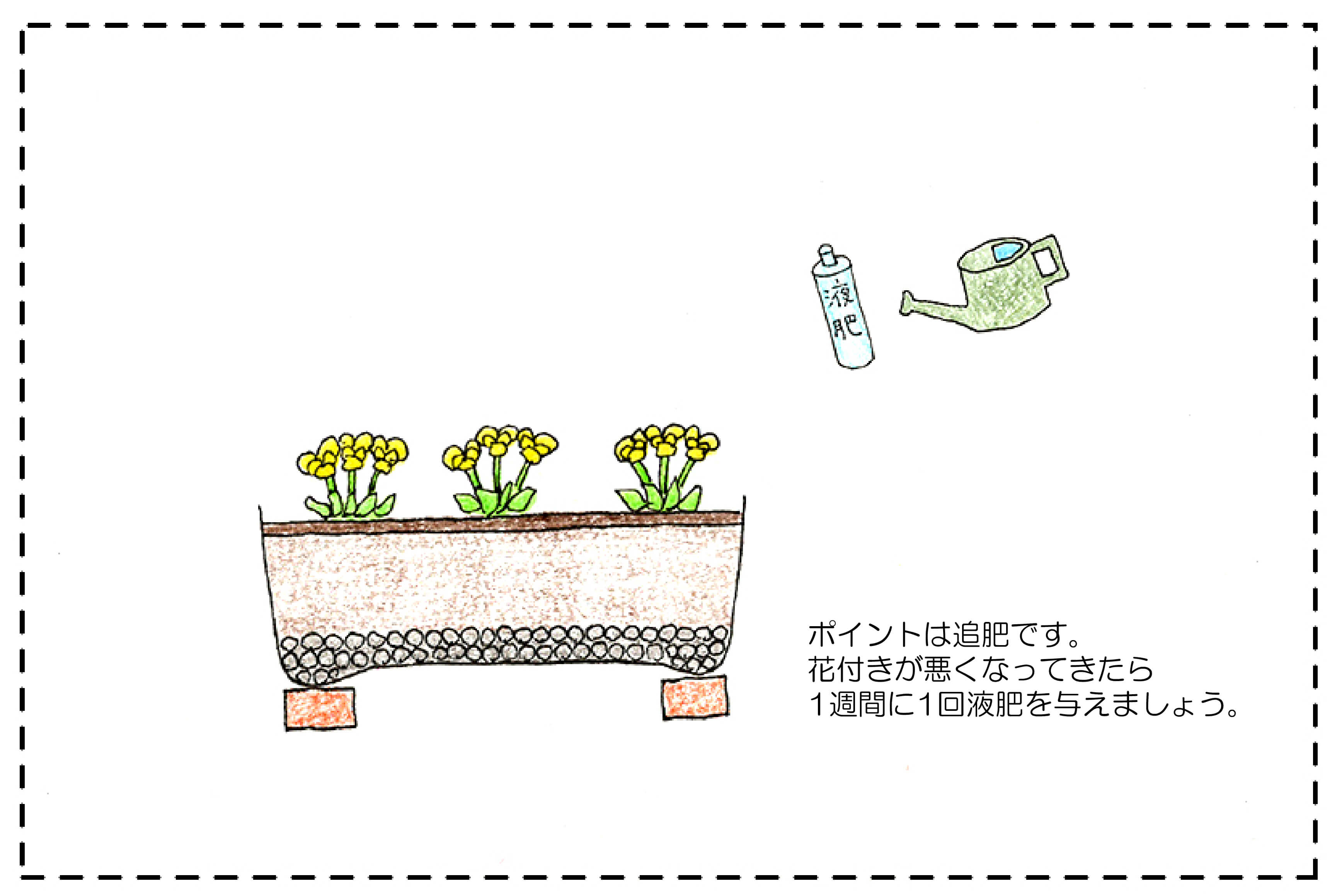 初心者向け ビオラをエディブルフラワーとして育てるコツ 切るを楽しむ アルスコーポレーション株式会社