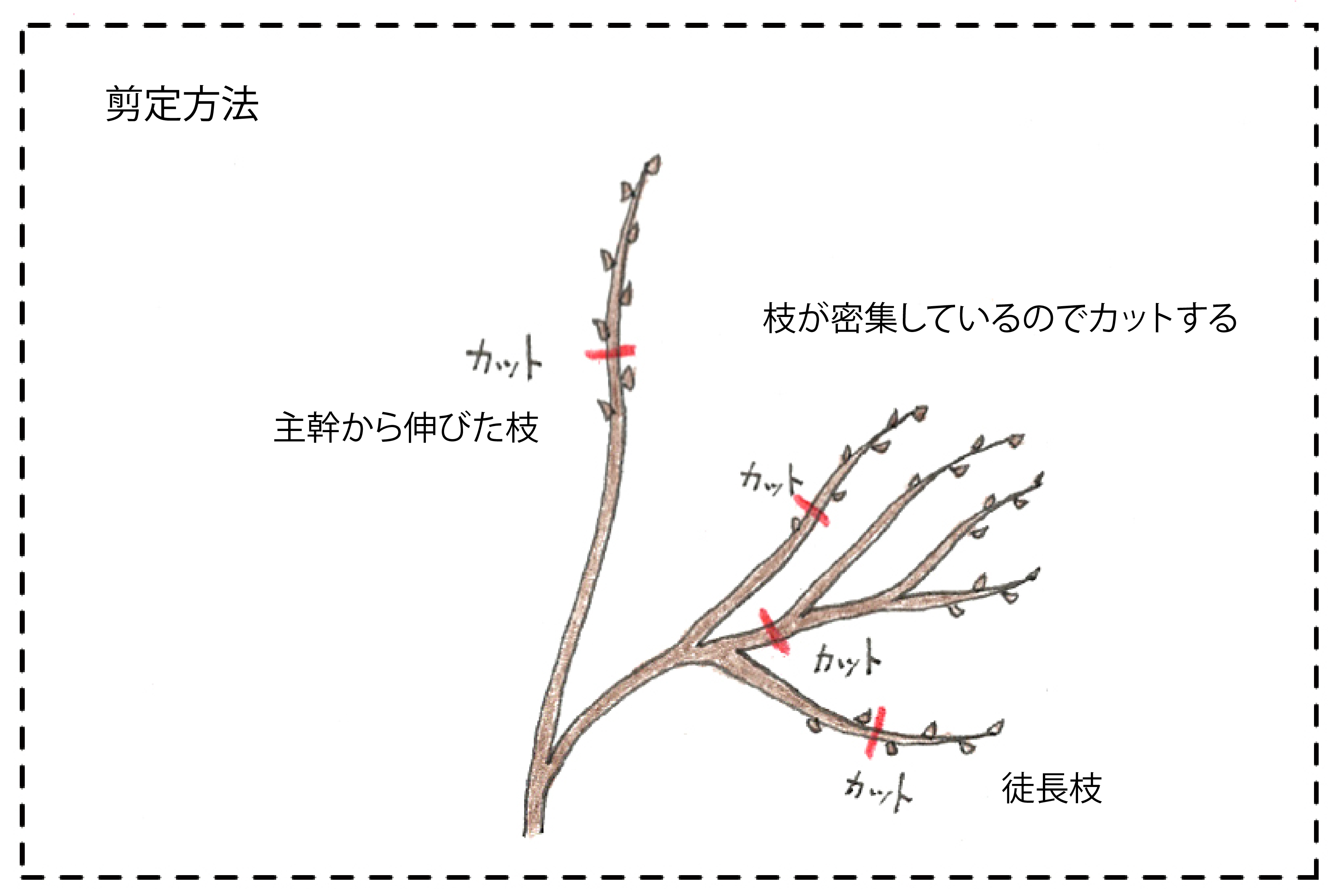 キウイ フルーツ 剪定 の 仕方