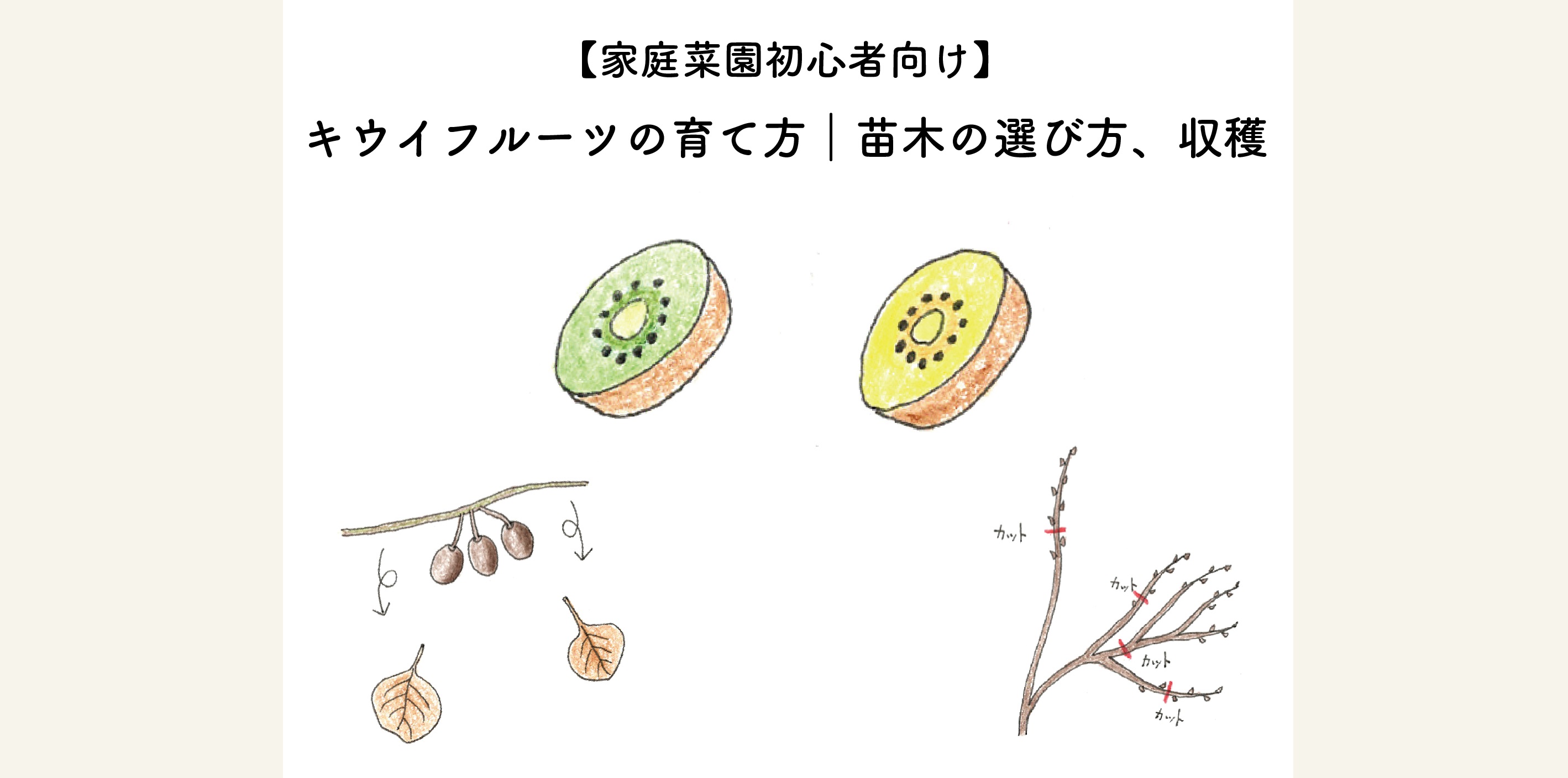 キウイフルーツの育て方｜苗木の選び方、剪定、収穫まで
