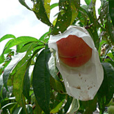 桃の鉢栽培（桃の実生）