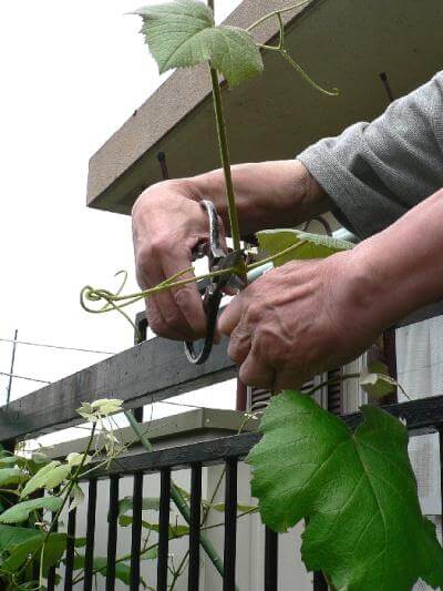 ツル植物の宿命か 確実な結実のための家庭栽培ブドウの誘引のコツ 切るを楽しむ アルスコーポレーション株式会社