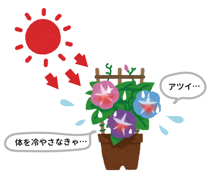 日照を浴びて弱る植物