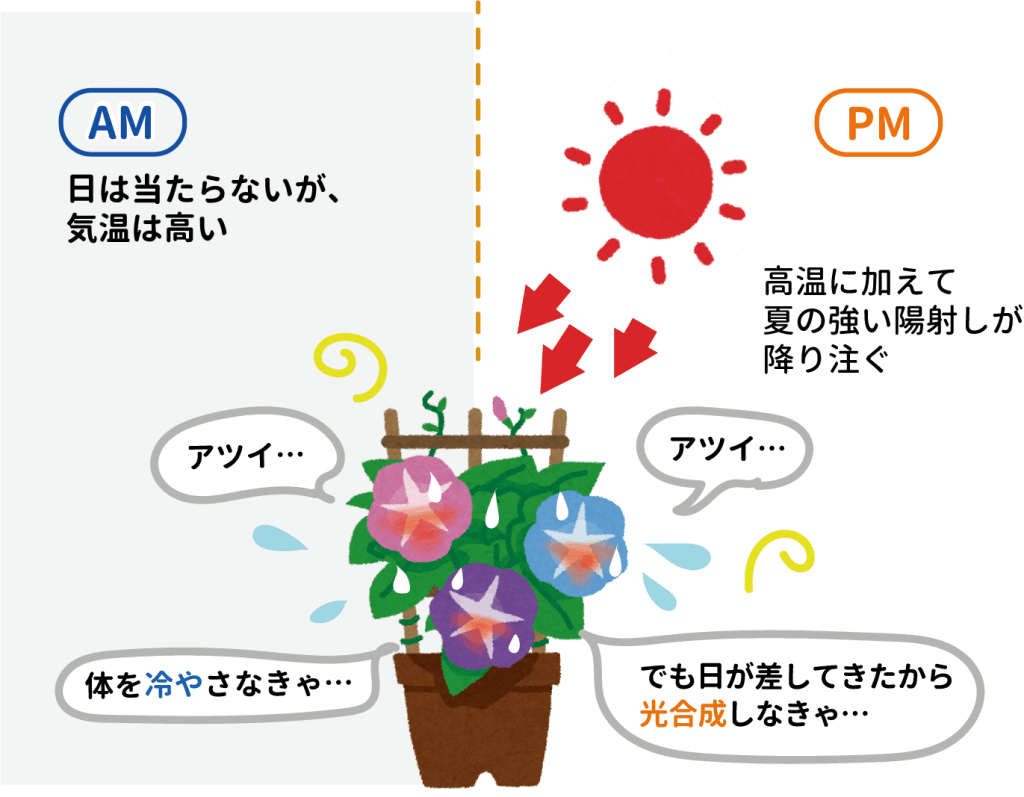 夏の西向きベランダで疲弊する植物の説明イラスト