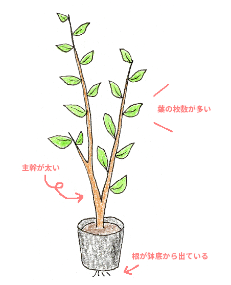 レモン ブルーベリーを鉢植えで育てよう イラスト解説 ビギナー目線でベランダガーデニング 切るを楽しむ アルスコーポレーション株式会社