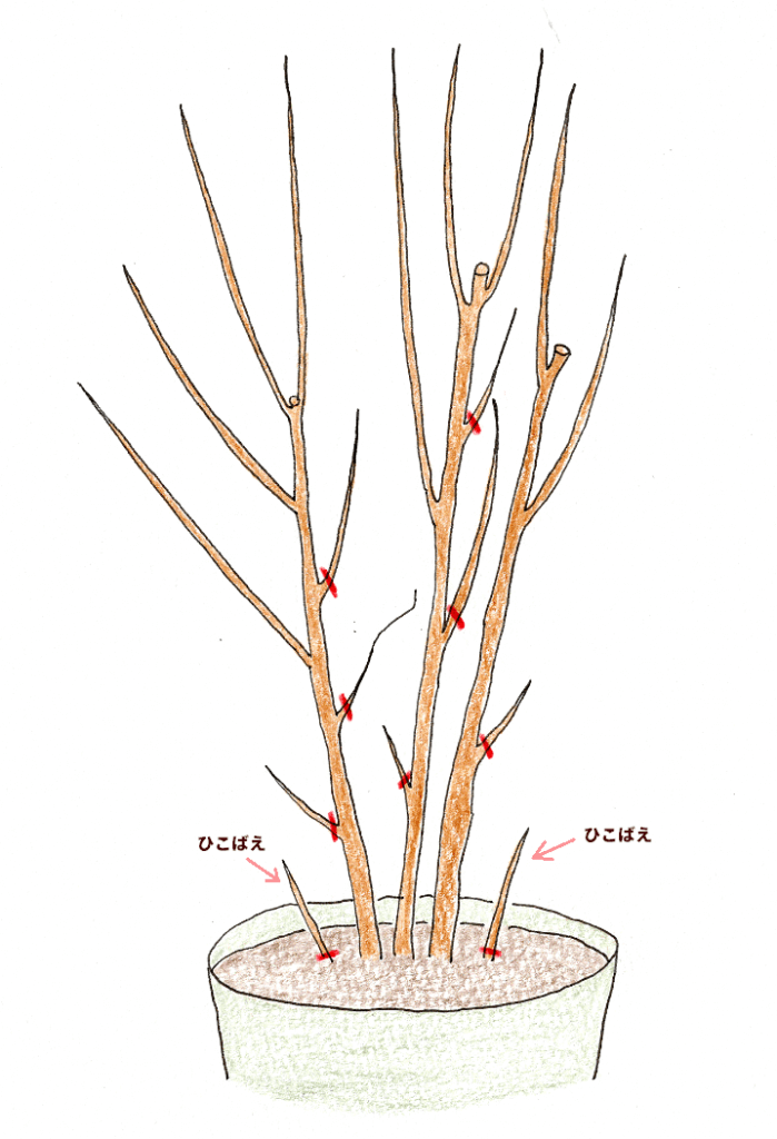 レモン ブルーベリーを鉢植えで育てよう イラスト解説 ビギナー目線でベランダガーデニング 切るを楽しむ アルスコーポレーション株式会社