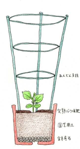 ミニパプリカ ミニキュウリ イタリアントマトの育て方 イラスト解説 5月に植えるプランター野菜 切るを楽しむ アルスコーポレーション株式会社