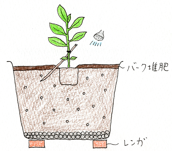 ミニパプリカ ミニキュウリ イタリアントマトの育て方 イラスト解説 5月に植えるプランター野菜 切るを楽しむ アルスコーポレーション株式会社