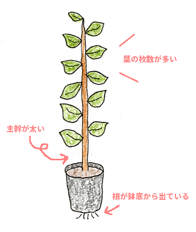 レモン ブルーベリーを鉢植えで育てよう イラスト解説 ビギナー目線でベランダガーデニング 切るを楽しむ アルスコーポレーション株式会社