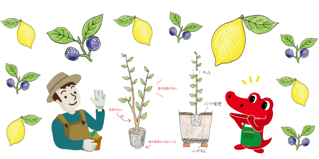 レモン ブルーベリーを鉢植えで育てよう イラスト解説 ビギナー目線でベランダガーデニング 切るを楽しむ アルスコーポレーション株式会社