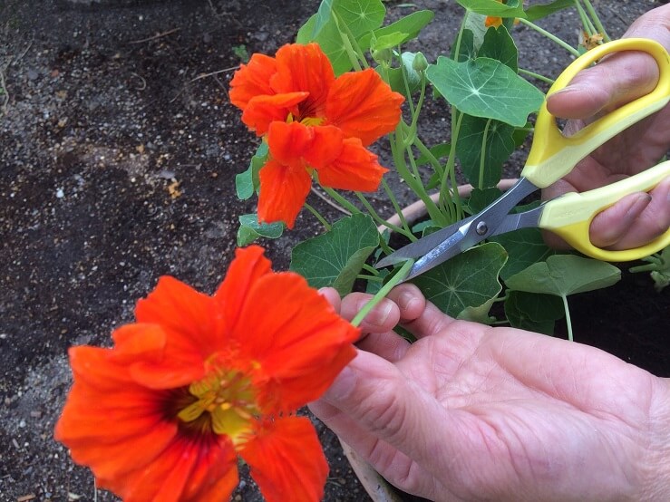 ⾷べられる花 エディブルフラワーの育て⽅（花摘み・ナスタチウム）