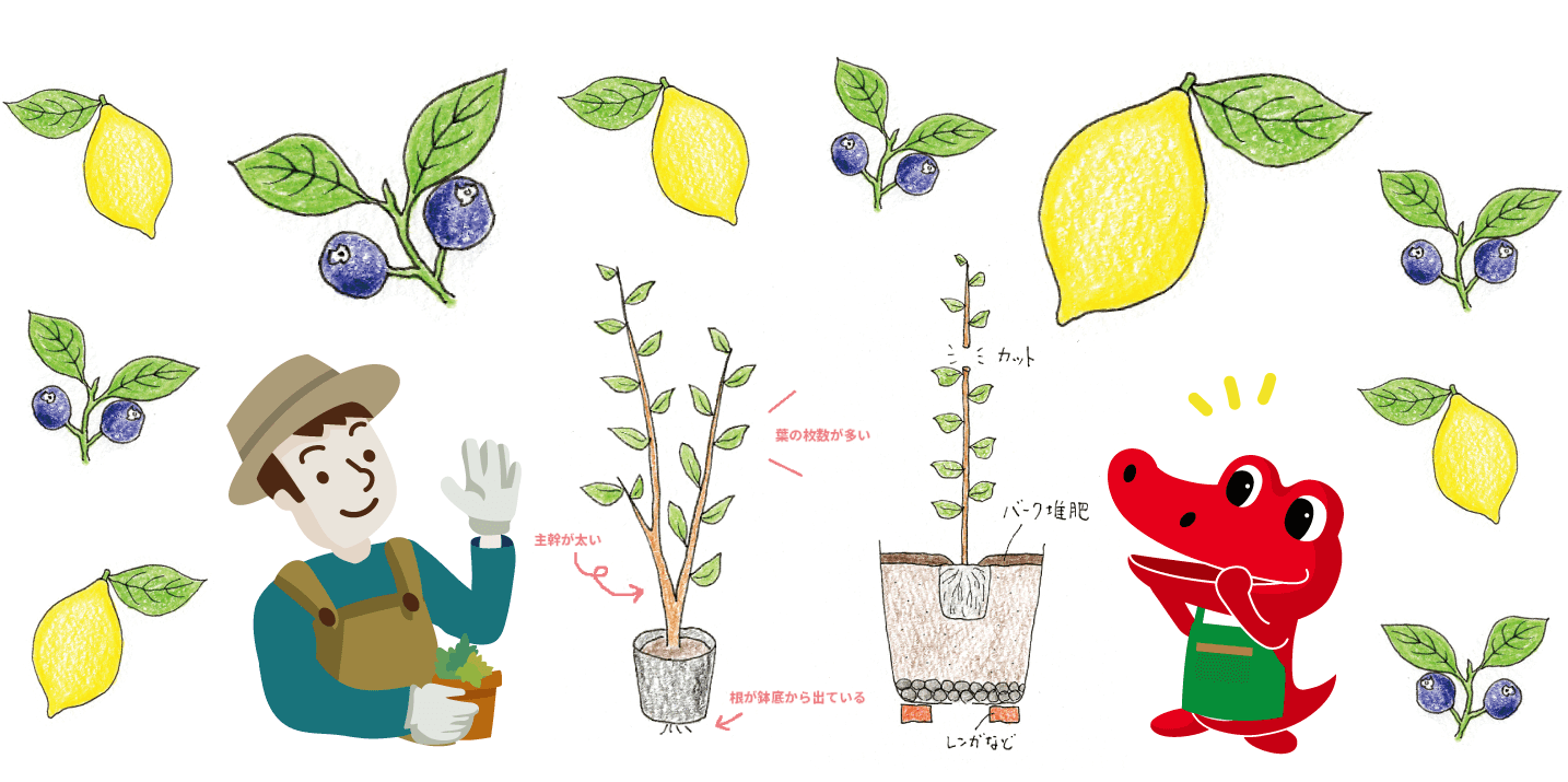 レモン・ブルーベリーを鉢植えで育てよう（イラスト解説）｜ビギナー目線でベランダガーデニング
